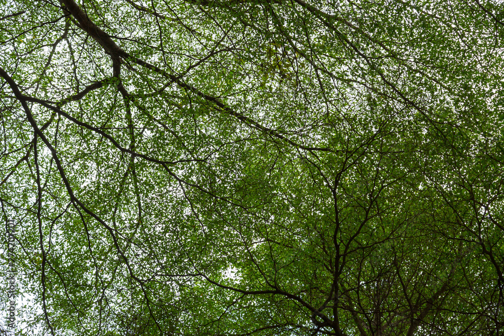 Obraz premium Green leaf
