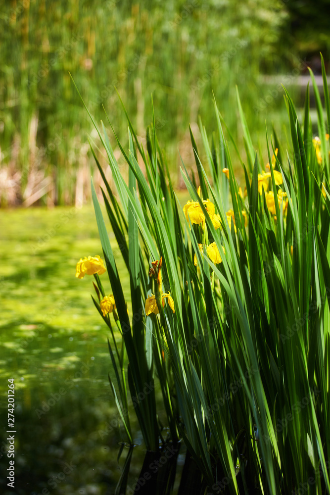 Golden Canna (Canna Flaccida) plant Golden Canna (Canna Flaccida) plant