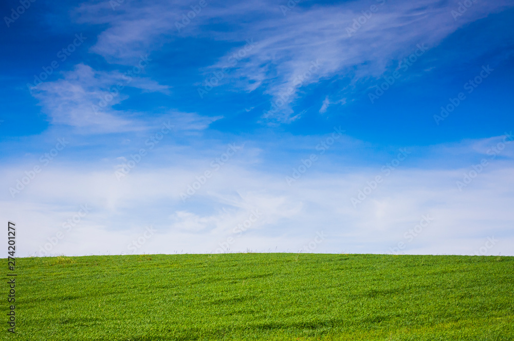 beautiful rural countryside, wheat field