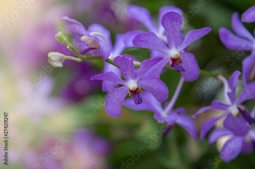 Purple orchids flower