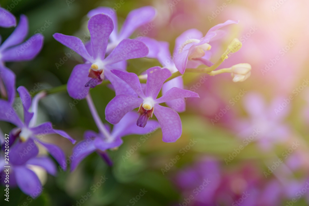 Purple orchids flower Purple orchids flower