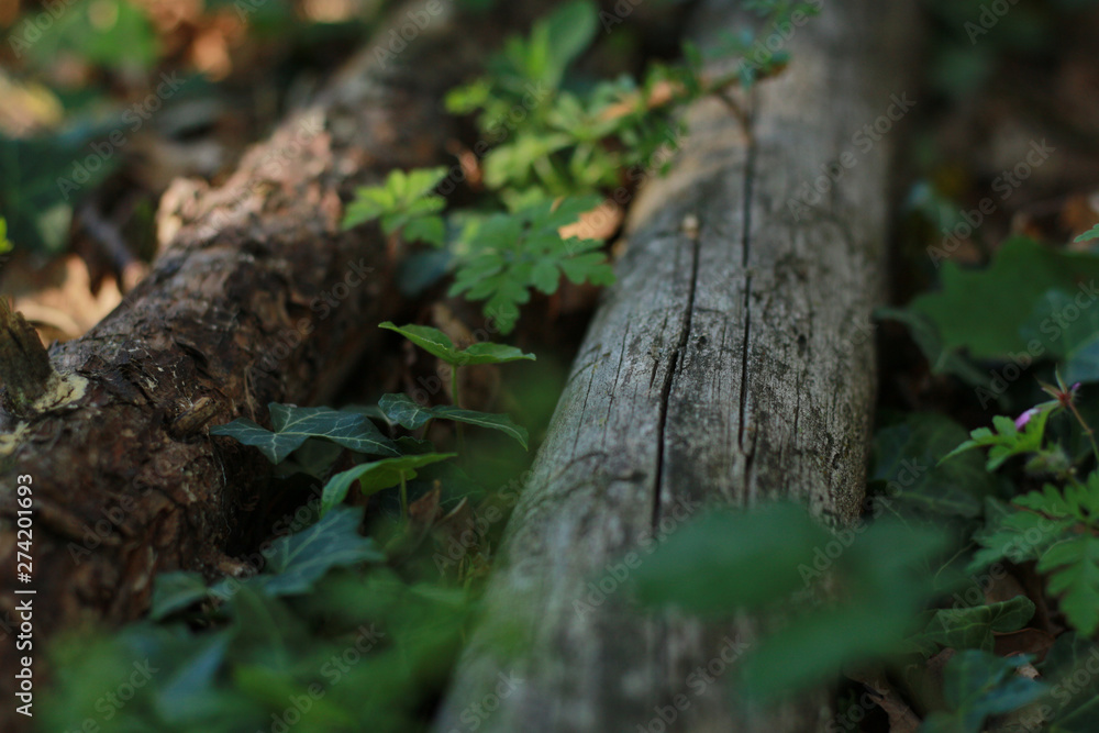 Two logs seen in perspective of wood on the ground in a forest with rays of sun. Two logs seen in perspective of wood on the ground in a forest with rays of sun.
