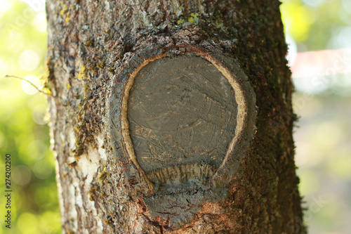 Tree knot with bright background