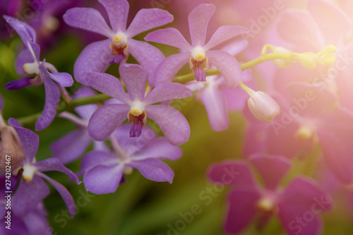 Purple orchids flower © pandaclub23