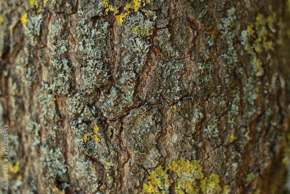 Tree texture with yellow lichen Tree texture with yellow lichen
