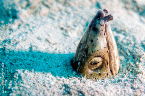 Black Finned Snake-Eel  Ophichthus altipennis photo