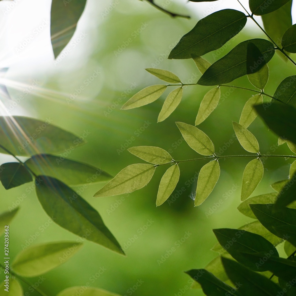 green tree leaves and branches in the natrue, green background green tree leaves and branches in the natrue, green background