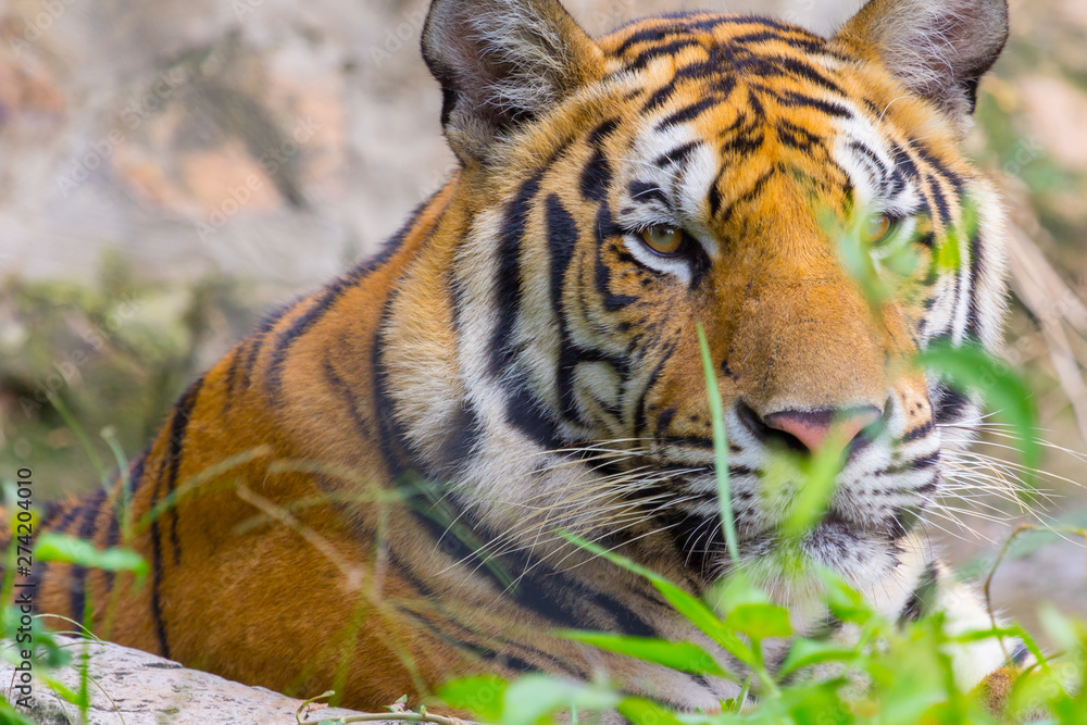 Fototapeta premium Face of Head and face Royal Bengal tiger