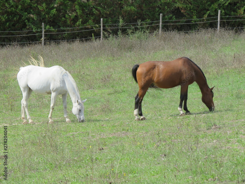 Fototapeta premium Cavallo