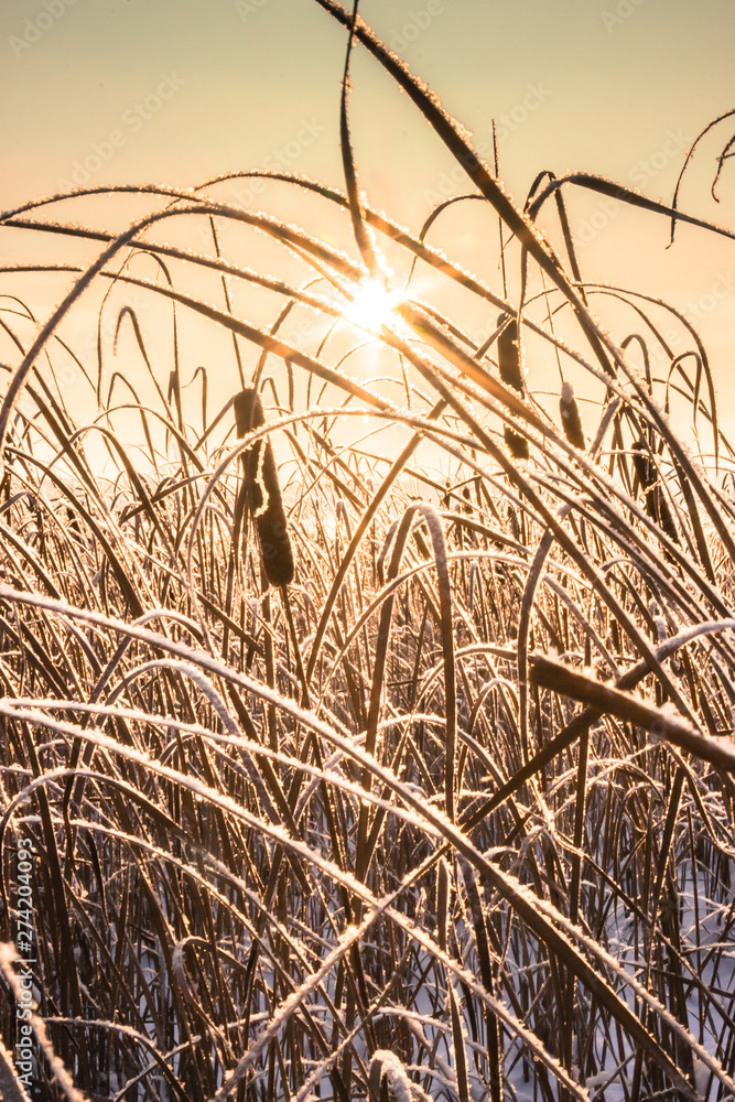 Fototapeta premium winters sunset