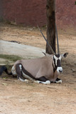 Gemsbok antelope (Oryx gazella) deer