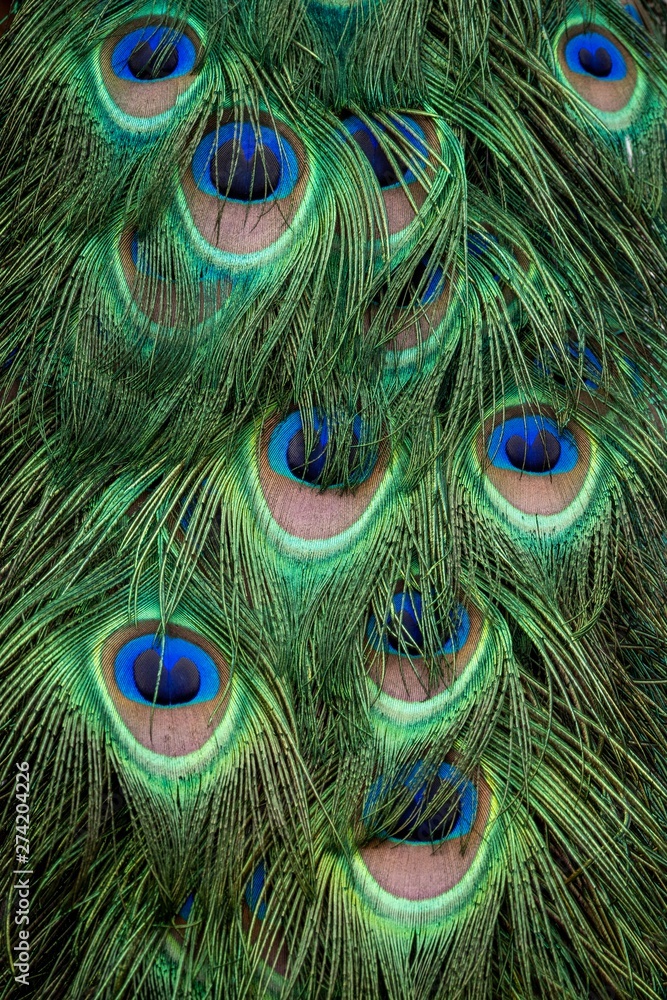 Fototapeta premium A closeup image of a male peacock’s colorful feathers