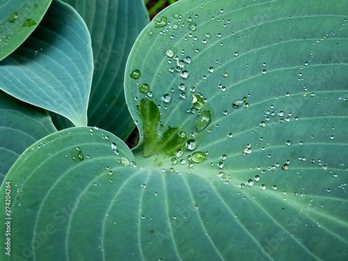Fotografia, Obraz Drops of water held in surface tension on the leaf of a Halcyon Hosta plant