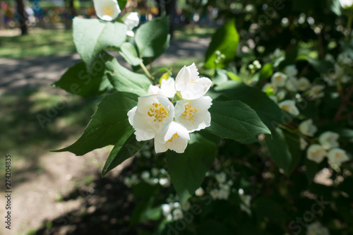 Fototapeta Naklejka Na Ścianę i Meble -  Opening white flowers of Philadelphus coronarius in May