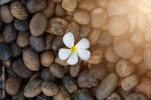 White yellow flower plumeria or frangipani on dark pebble rock