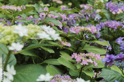 Wallpaper Mural 紫陽花 Torontodigital.ca