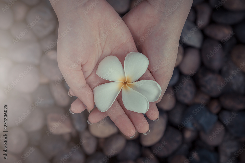 Woman hand hold Plumeria flowers on the river rock Woman hand hold Plumeria flowers on the river rock