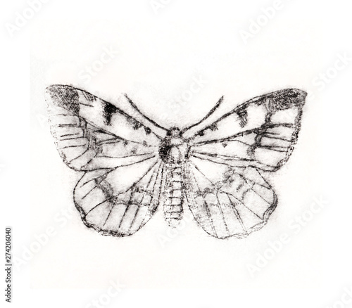 Etching butterfly on white background