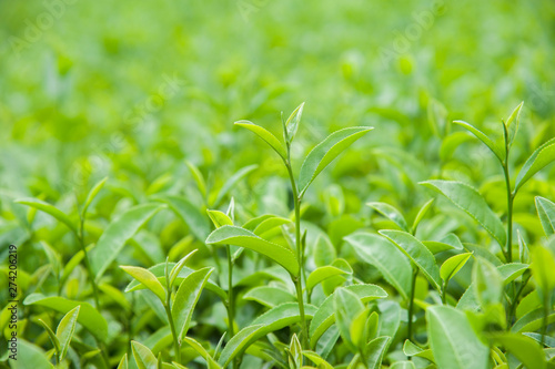 Poppular tea field