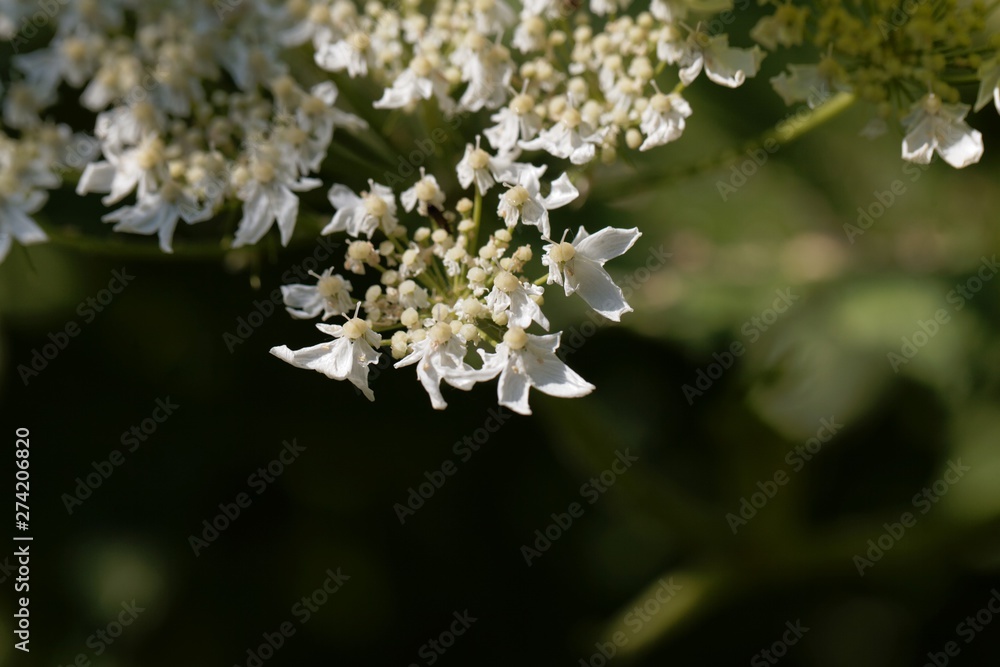 Giant hogweed flowers, Heracleum mantegazzianum. Giant hogweed flowers, Heracleum mantegazzianum.