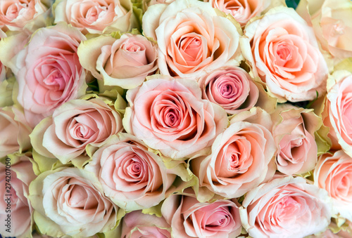 bouquet of pink roses, many flowers, rose petals