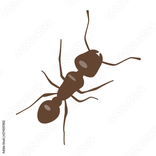 Ant vector illustration. Brown little ant on white background