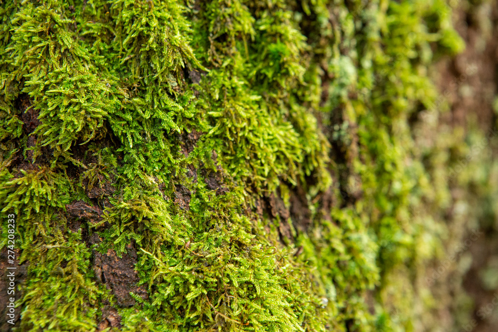 Fototapeta premium Mousse 