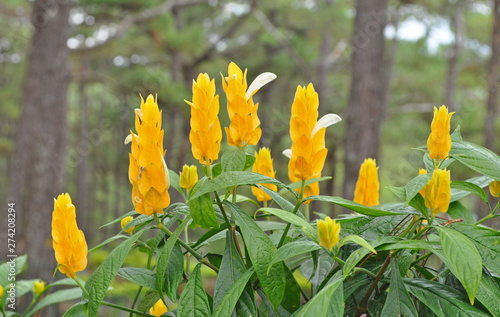 Yellow tall flower