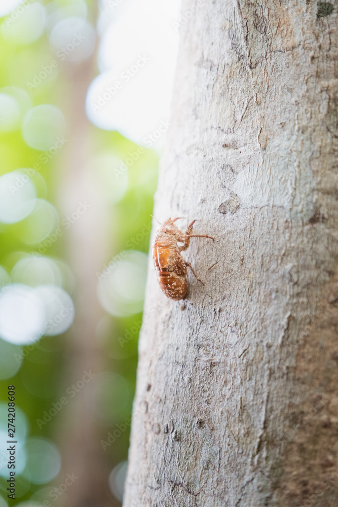 Cicada molting using as background or wallpaper. Cicada insect stick on tree. Cicada molting using as background or wallpaper. Cicada insect stick on tree.