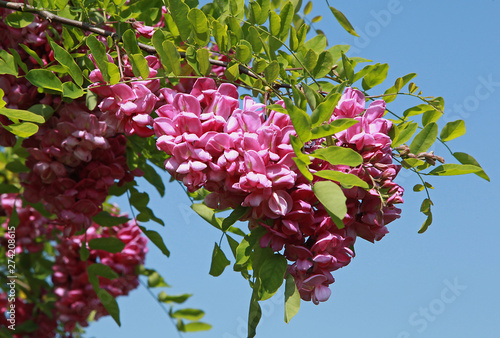 Fleurs de Robinia hispida	 photo