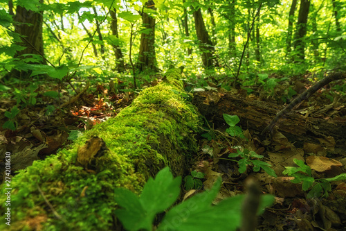Alte Baumstämme am Boden verrotten im Wald und bilden neuen Lebensraum