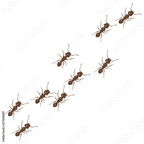 Line of worker ants marching. Vector isolated on white background