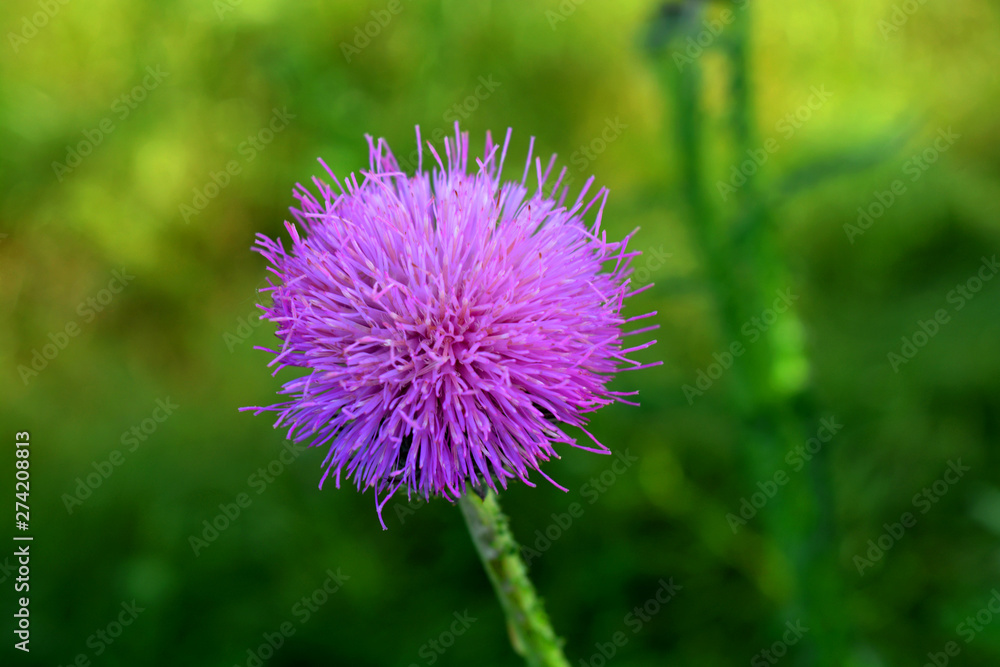 field, flowers, plants, beauty, tenderness field, flowers, plants, beauty, tenderness