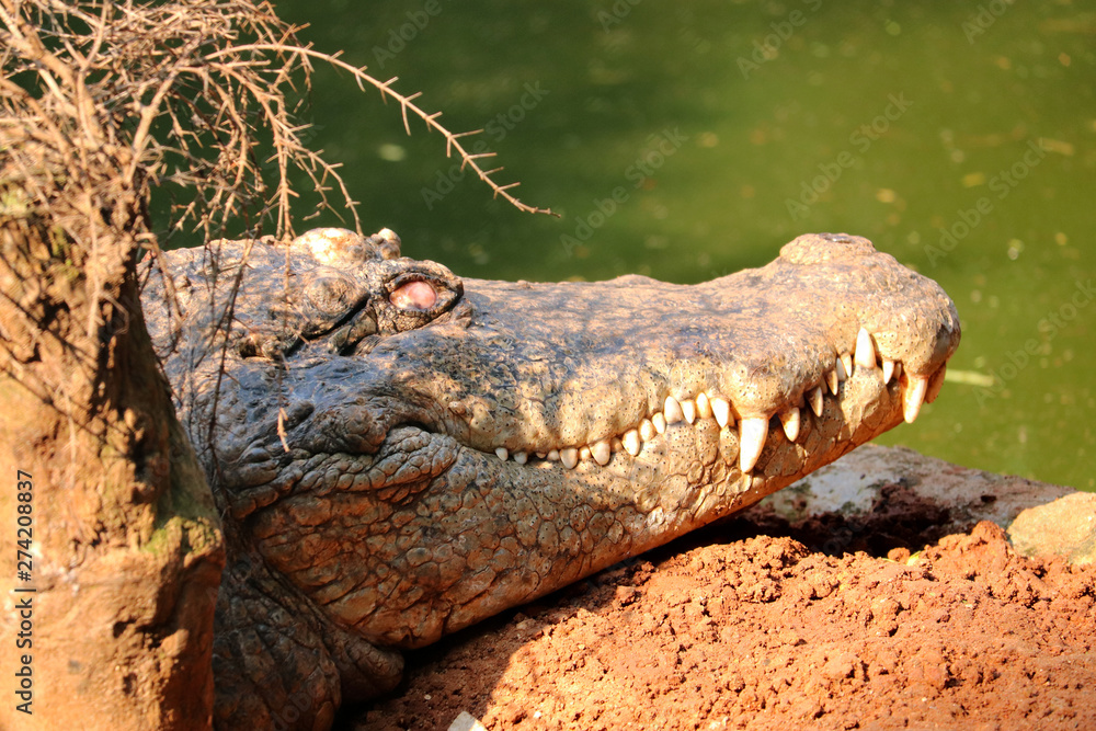 Fototapeta premium Crocodile a Predator Animal