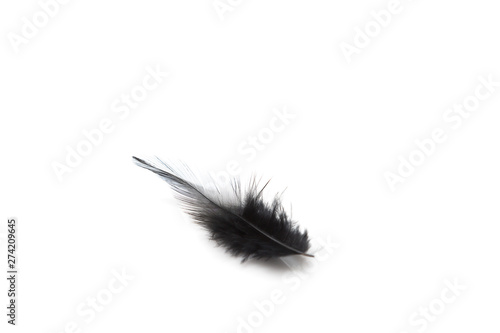 Black feather isolated on white