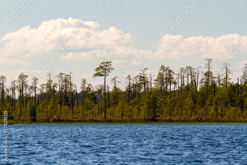 Forest on the shore of the lake Keret. Russia, Karelia. photo