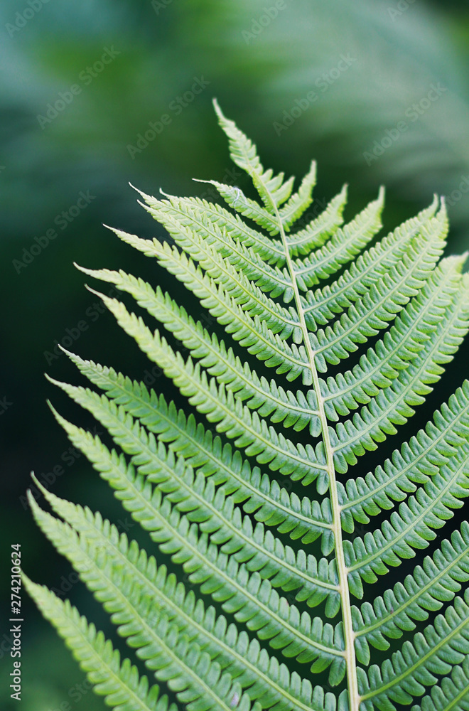 Green fern leaf close-up Green fern leaf close-up