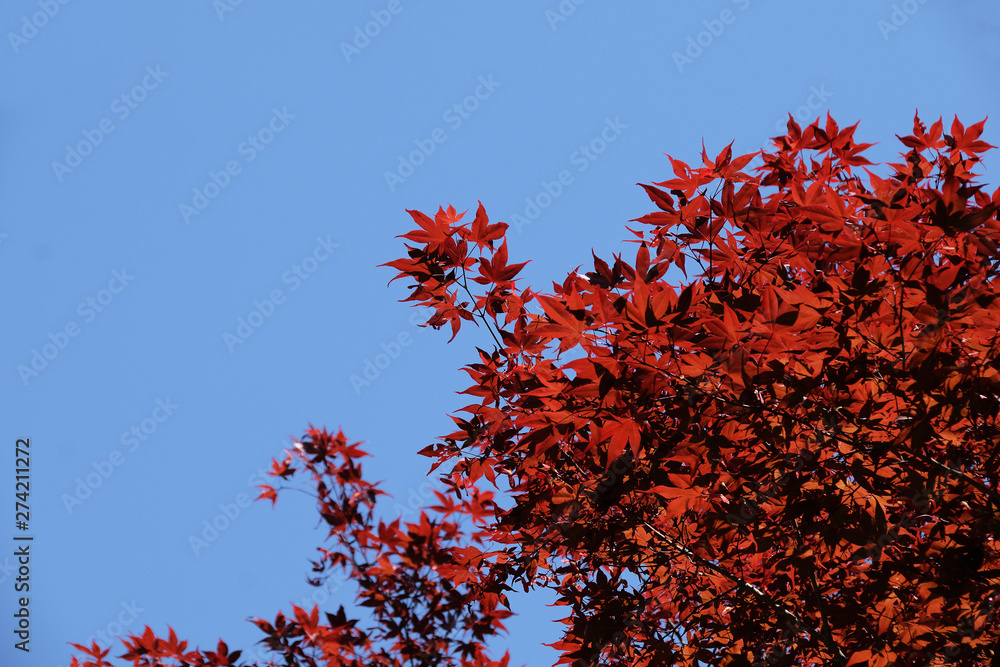 Nomura Kaede - Acer palmatum. It is called “Shoujyou momiji” in Japan.The leaf is red throughout the year. Nomura Kaede - Acer palmatum. It is called “Shoujyou momiji” in Japan.The leaf is red throughout the year.