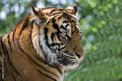 Face of Amur tiger close up. Siberian tiger.