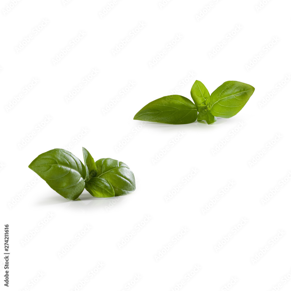 Basil – Basil Leaves with Detail, Close Up Macro – Icon for Fresh, Bio, Organic, Vegetarian, Leaf – Close Up Macro – Isolated on White Background Basil – Basil Leaves with Detail, Close Up Macro – Icon for Fresh, Bio, Organic, Vegetarian, Leaf – Close Up Macro – Isolated on White Background