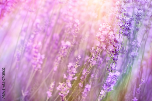 Lavender flower in garden, selective and soft focus on flowers