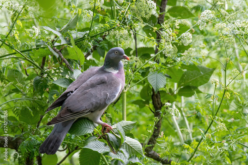 Common Wood Pigeon(Columba palumbus) on tree branch