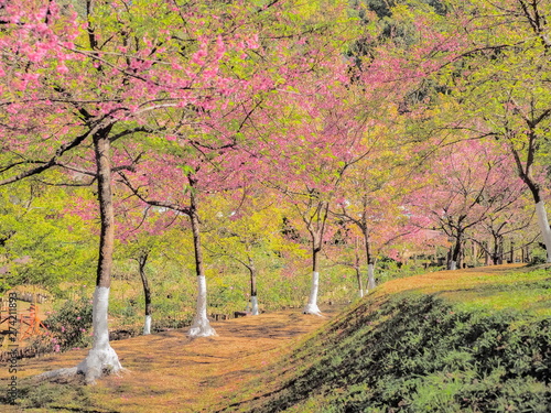 Japanese Sakura or Wild Himalayan (Prunus) Cherry Blossom on branches in Royal Project flowers garden, Doi Ang Khang, Chiang Mai, northern of Thailand. photo