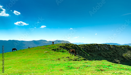 Herd of horse grazing at hill with beautiful blue sky and white clouds. Horse organic farming. Animal pasture.  Landscape of green grass field on the mountain. Horse grazing on peak of mountain.