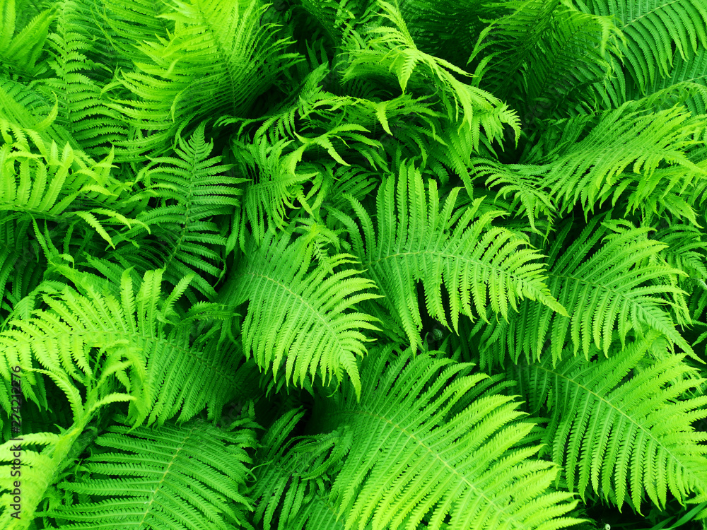 Natural pattern of green leaves of a fern. Exotic natural background. View from above.