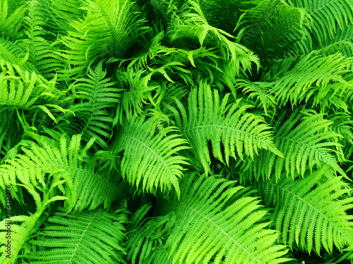 Natural pattern of green leaves of a fern. Exotic natural background. View from above.