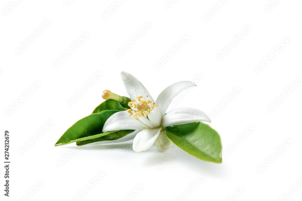 Orange blossom isolated on white background Orange blossom isolated on white background