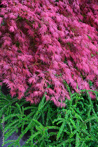 Red foliage of the weeping Laceleaf Japanese Maple tree (Acer palmatum)