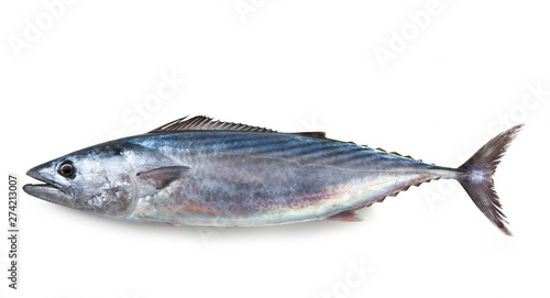 Bonito, Isolated on White Background – Single Italian "Palamita" (Sarda sarda), Popular Mediterranean Mackerel-like Commercial Fish – Detailed Close-Up Macro, Top View, from Above