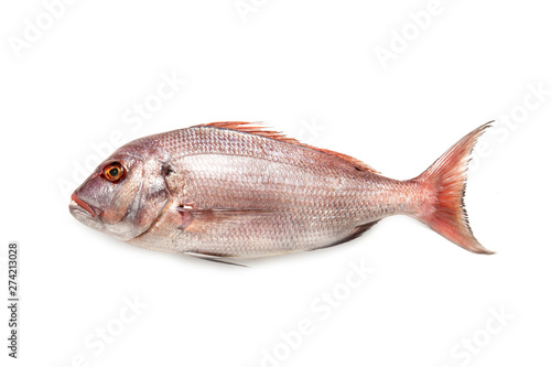 Tela Mediterranean fish Pauro Pagro Pagrus pagrus fresh fish isolated on white ba